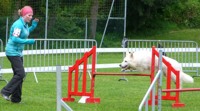 Résultats du Berger Blanc Suisse en agility