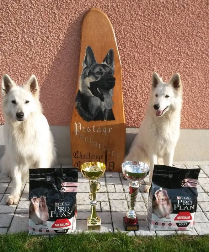 Résultats du Berger Blanc Suisse en pistageFR
