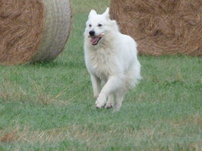 Résultats du Berger Blanc Suisse en pistageFR