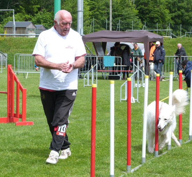 Résultats du Berger Blanc Suisse en agility
