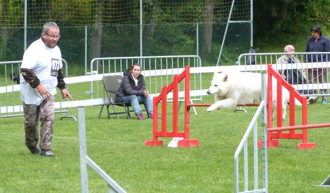 Résultats du Berger Blanc Suisse en agility
