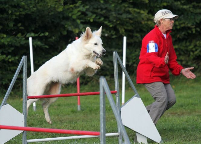 Résultats du Berger Blanc Suisse en agility