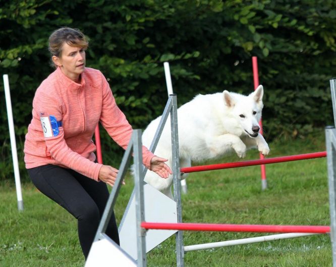 Résultats du Berger Blanc Suisse en agility