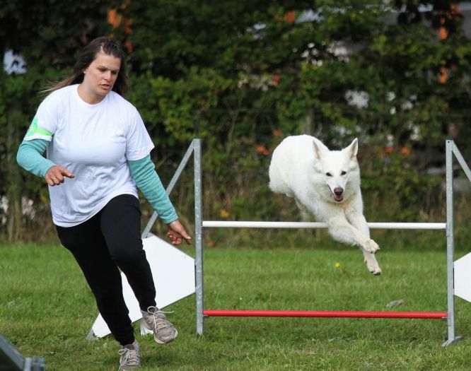 Résultats du Berger Blanc Suisse en agility