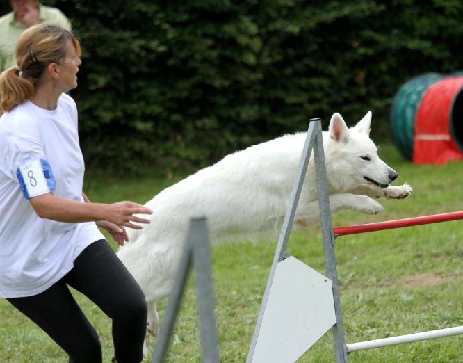 Résultats du Berger Blanc Suisse en agility