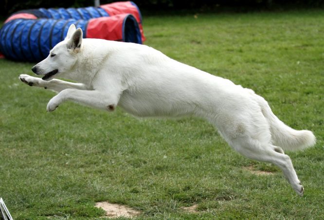 Résultats du Berger Blanc Suisse en agility
