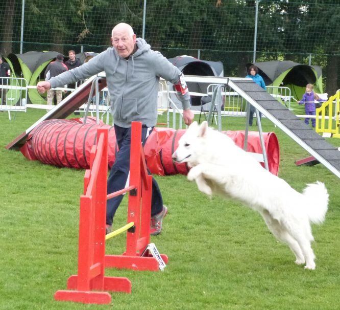 Résultats du Berger Blanc Suisse en agility