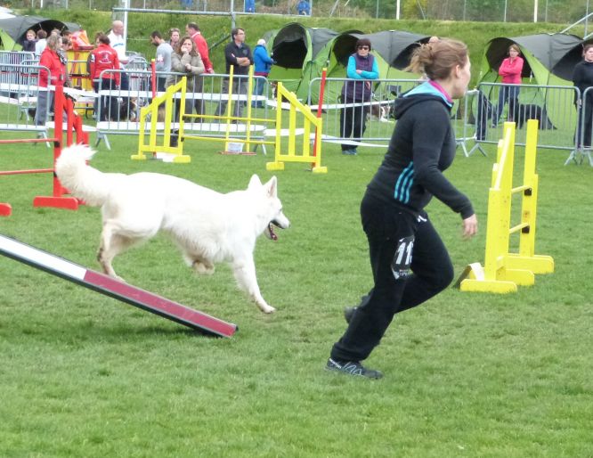 Résultats du Berger Blanc Suisse en agility