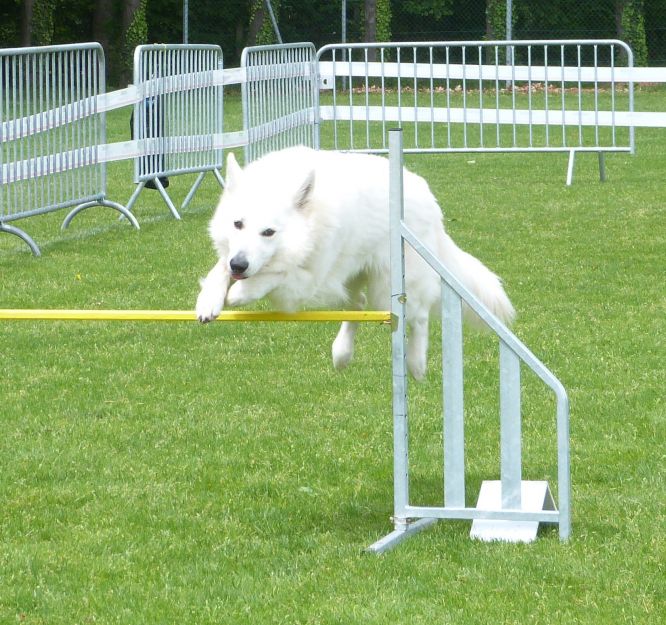 Résultats du Berger Blanc Suisse en agility