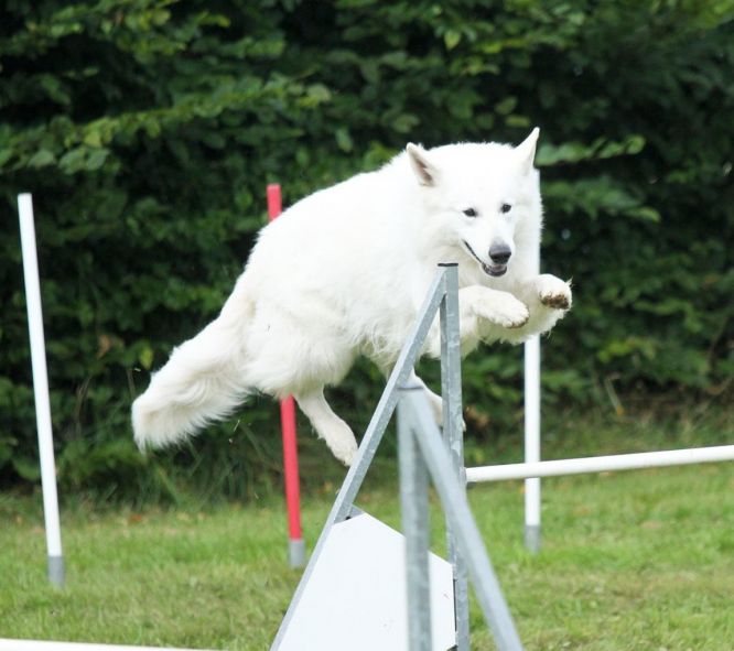 Résultats du Berger Blanc Suisse en agility