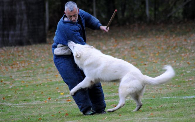 Résultats du Berger Blanc Suisse en ring