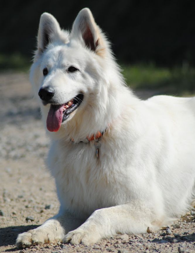 Résultats du Berger Blanc Suisse en obeissance