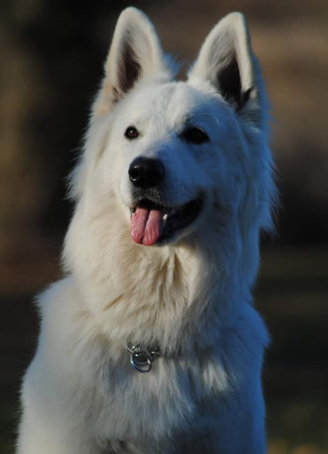 Résultats du Berger Blanc Suisse en obeissance