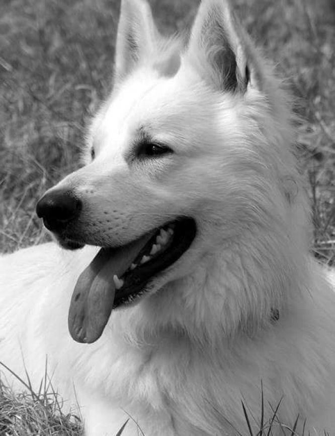 Résultats du Berger Blanc Suisse en obeissance