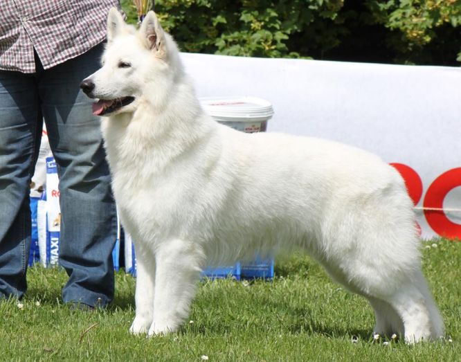 Résultats du Berger Blanc Suisse en pistageFCI