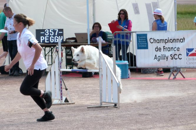 Résultats du Berger Blanc Suisse en agility
