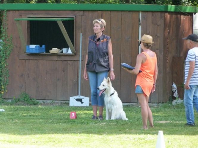 Résultats du Berger Blanc Suisse en obeissance