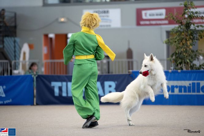 Résultats du Berger Blanc Suisse en obr