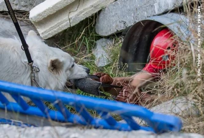 Résultats du Berger Blanc Suisse en sauvetage
