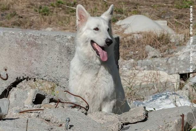 Résultats du Berger Blanc Suisse en sauvetage