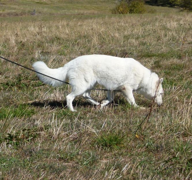 Résultats du Berger Blanc Suisse en pistageFCI