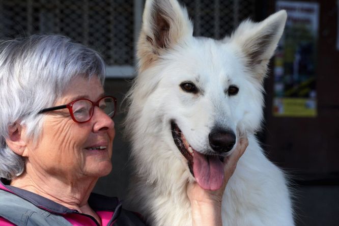 Résultats du Berger Blanc Suisse en obeissance