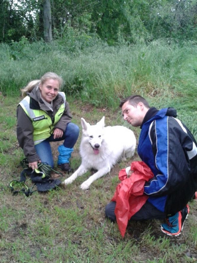 Résultats du Berger Blanc Suisse en RU