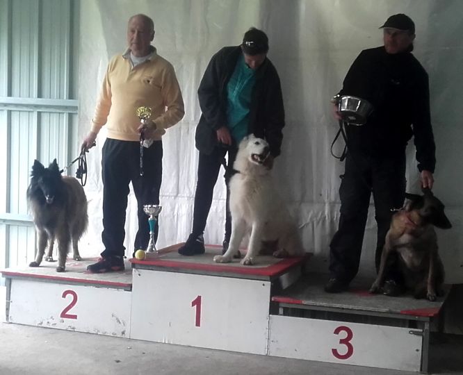 Résultats du Berger Blanc Suisse en agility