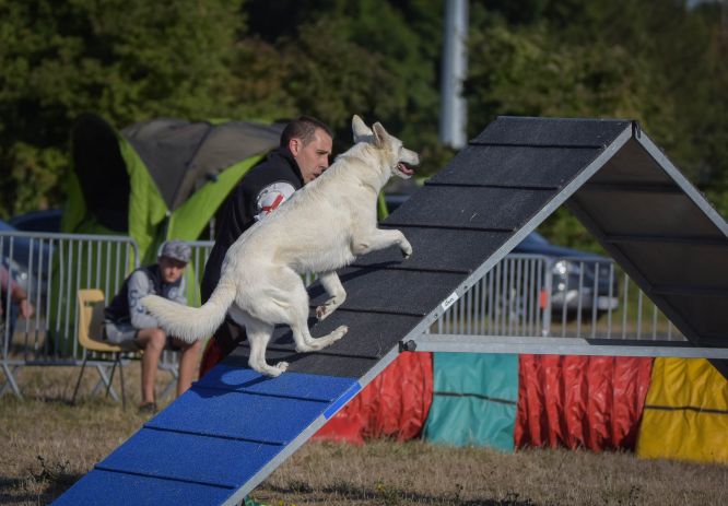 Résultats du Berger Blanc Suisse en agility