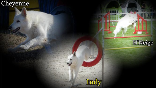 Résultats du Berger Blanc Suisse en agility