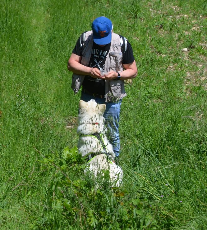 Résultats du Berger Blanc Suisse en RU