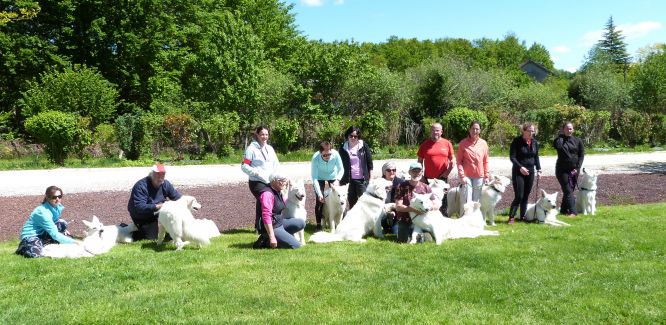 Résultats du Berger Blanc Suisse en agility