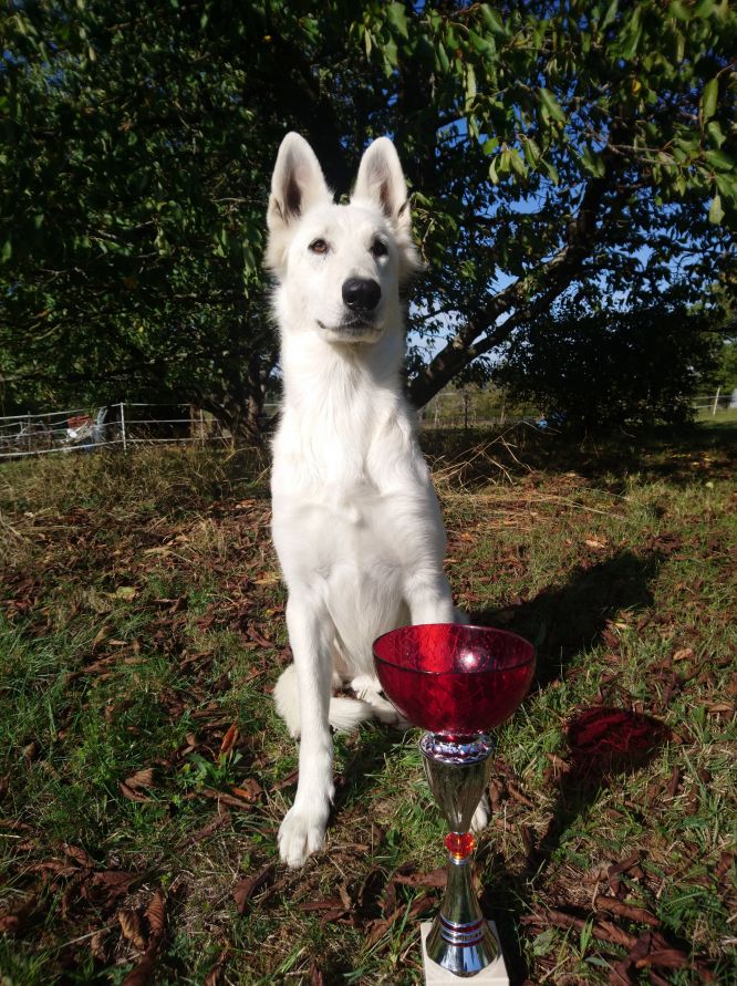Résultats du Berger Blanc Suisse en pistageFCI
