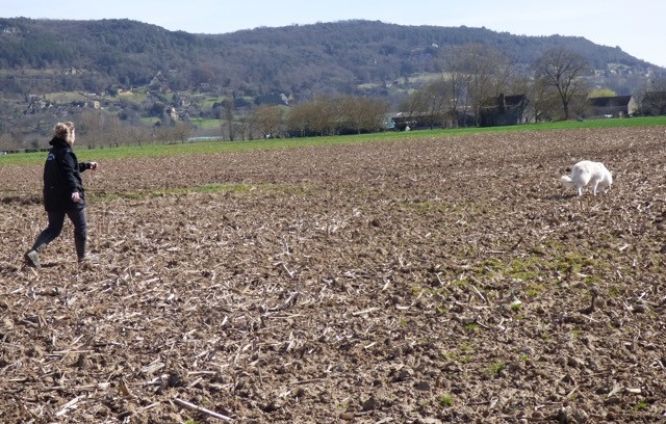 Résultats du Berger Blanc Suisse en pistageFCI