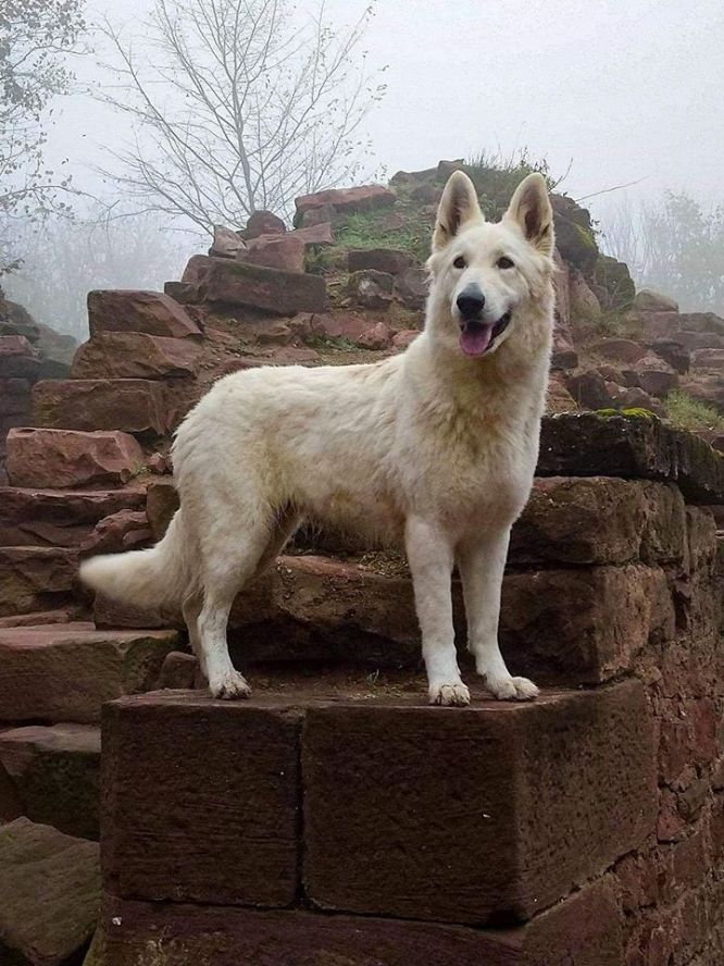 Résultats du Berger Blanc Suisse en pistageFCI
