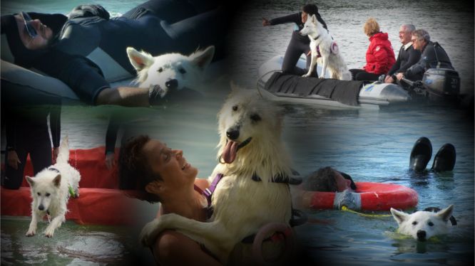 Résultats du Berger Blanc Suisse en sauvetageEau