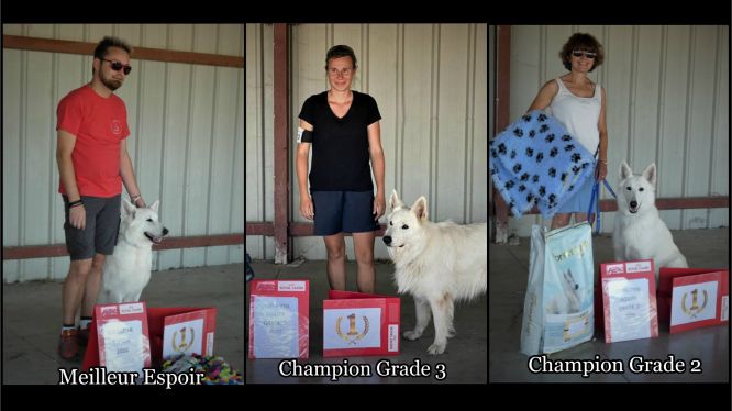 Résultats du Berger Blanc Suisse en agility