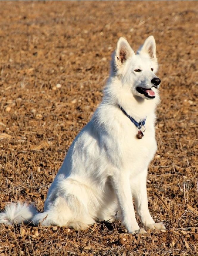 Résultats du Berger Blanc Suisse en pistageFR