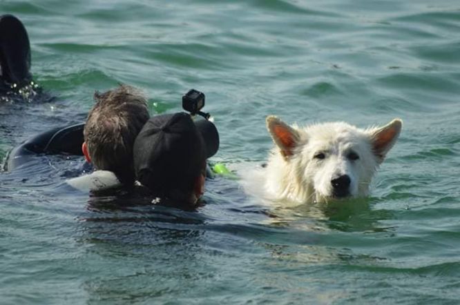 Résultats du Berger Blanc Suisse en sauvetageEau