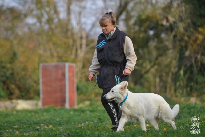 Résultats du Berger Blanc Suisse en ring