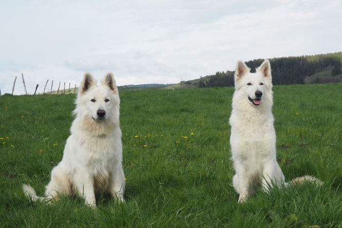 Résultats du Berger Blanc Suisse en pistageFR