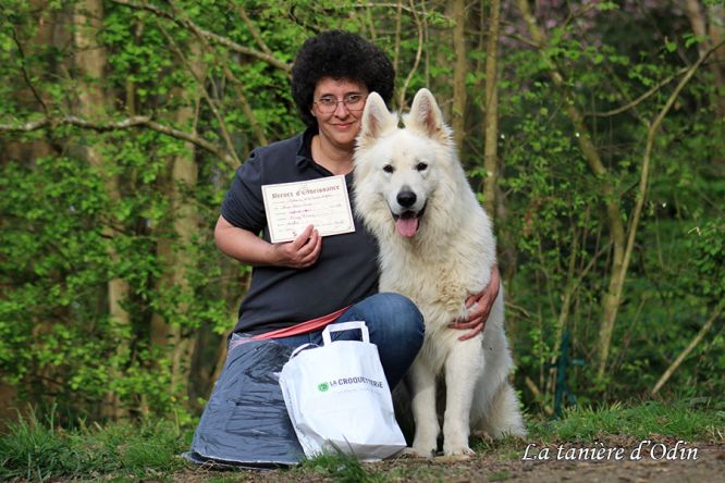 Résultats du Berger Blanc Suisse en obeissance