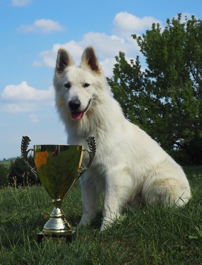 Résultats du Berger Blanc Suisse en pistageFR