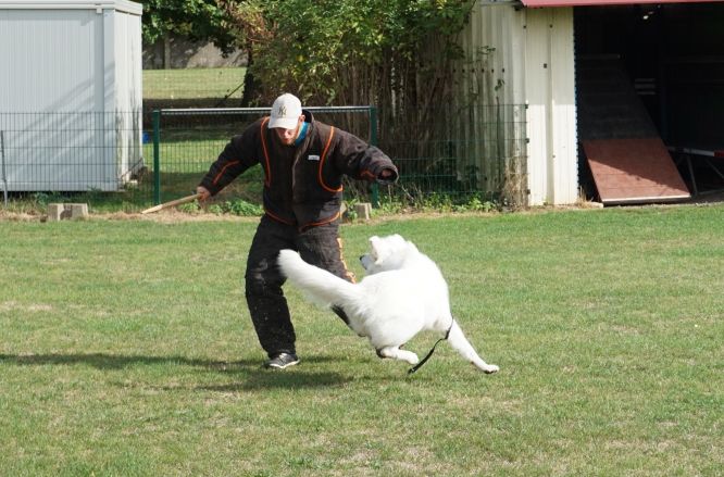 Résultats du Berger Blanc Suisse en ring