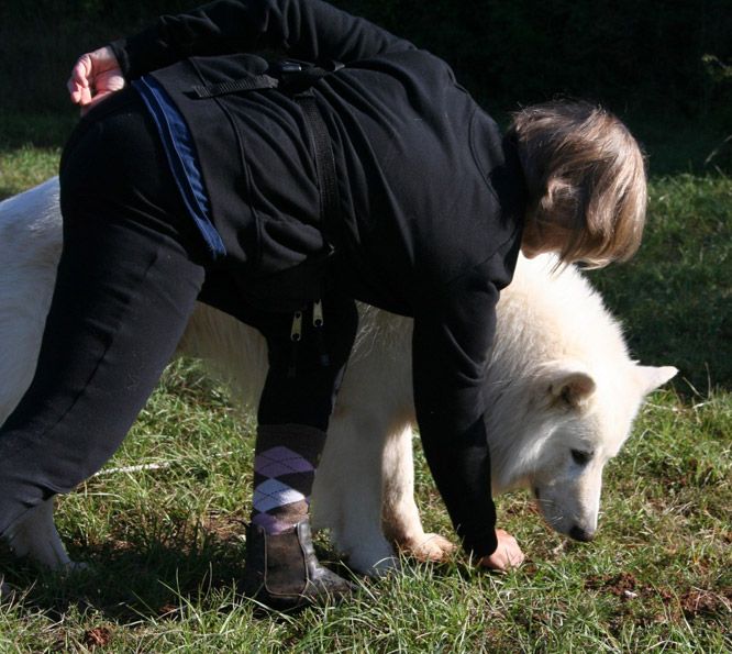 Résultats du Berger Blanc Suisse en cavage