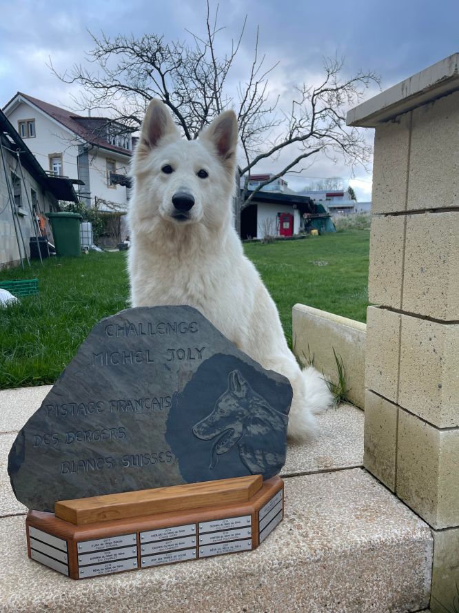 Résultats du Berger Blanc Suisse en pistageFR