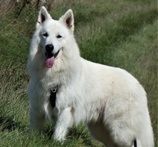 Résultats du Berger Blanc Suisse en RU