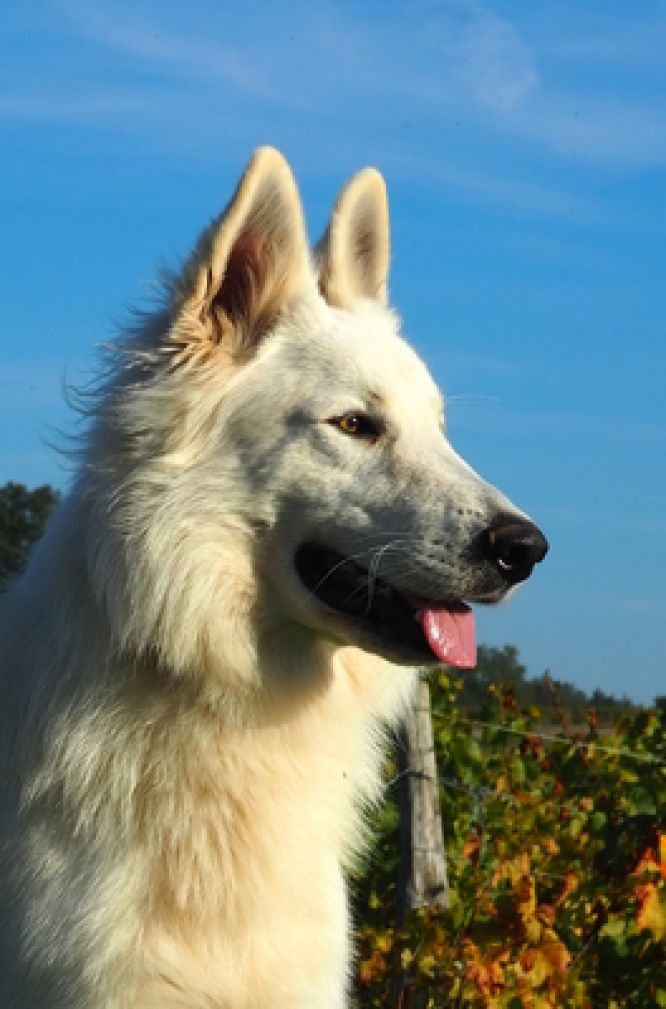 Résultats du Berger Blanc Suisse en pistageFR