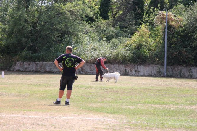 Résultats du Berger Blanc Suisse en ring
