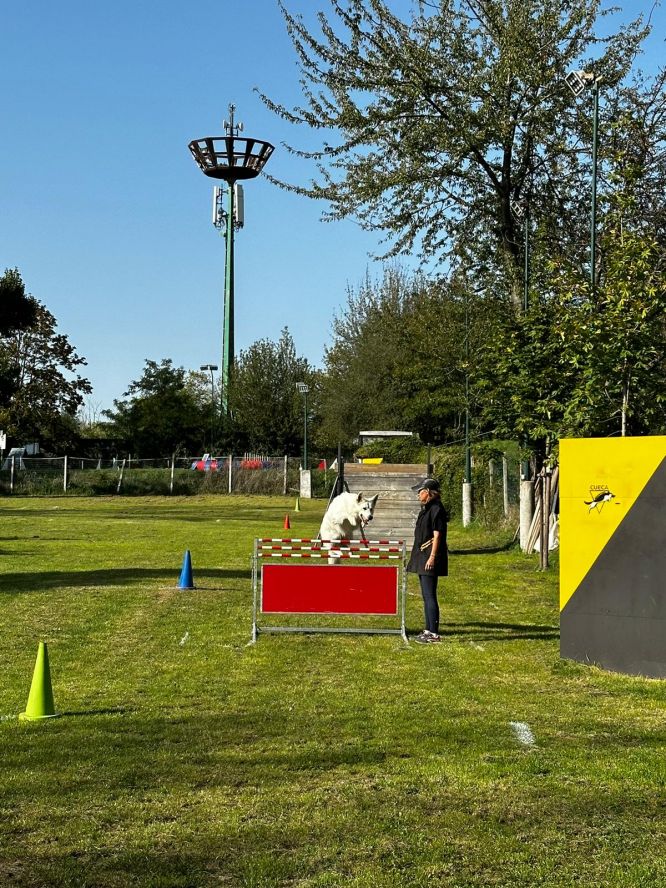 Résultats du Berger Blanc Suisse en ring